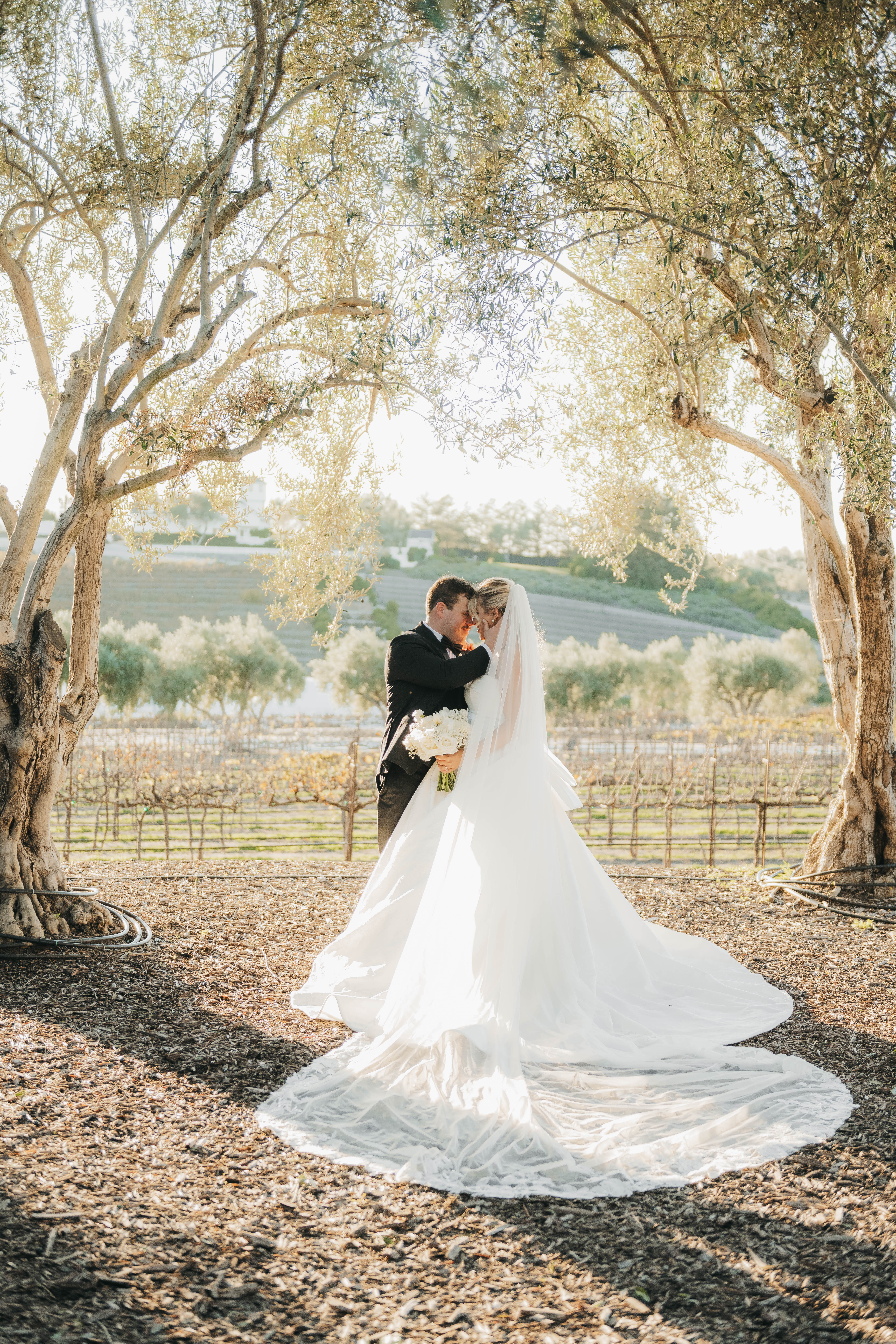 Bride and Groom embracing at sunset near ceremony site under the olive trees at Leal Vineyards in Morgan Hill.